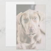 Dog portrait (Front/Back)