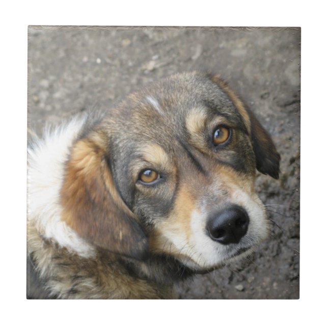 Dog portrait ceramic tile (Front)