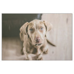 Dog portrait fabric