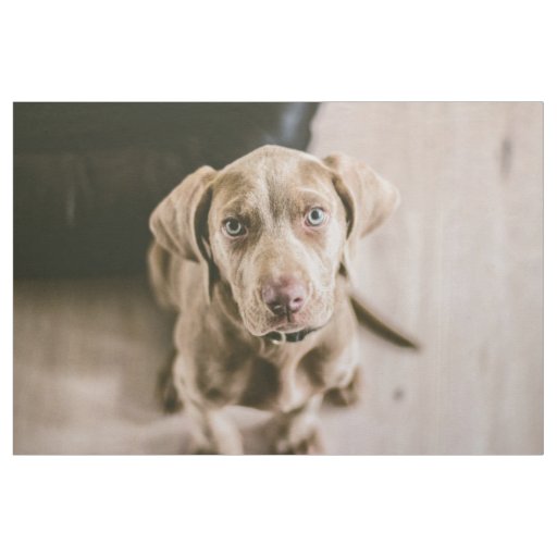 Dog portrait fabric