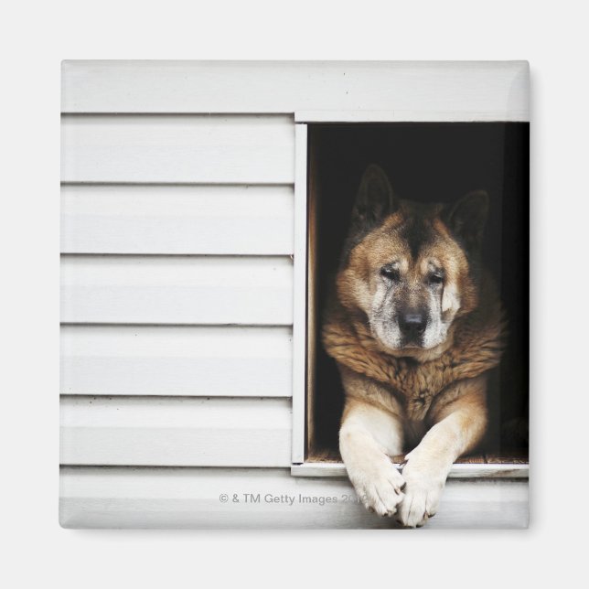 dog portrait magnet (Front)