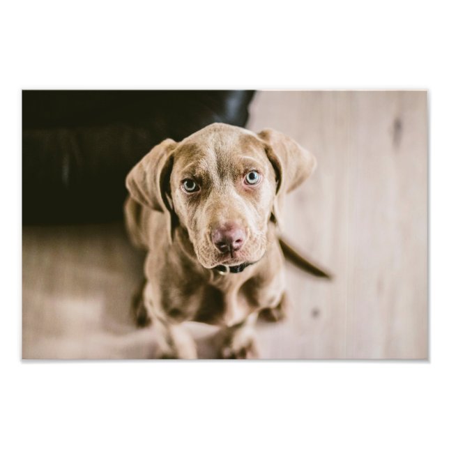 Dog portrait photo print (Front)