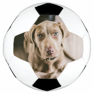 Dog portrait soccer ball