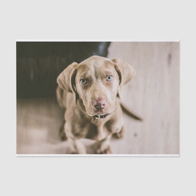 Dog portrait tissue paper (Front)