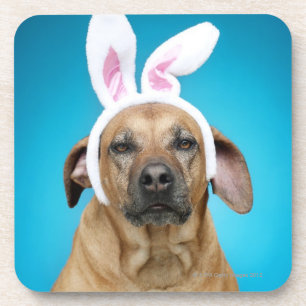 Dog portrait wearing Easter bunny ears Beverage Coaster