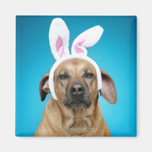 Dog portrait wearing Easter bunny ears Magnet