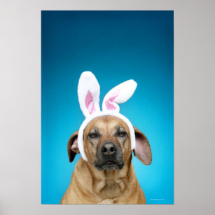 Dog portrait wearing Easter bunny ears Poster