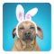 Dog portrait wearing Easter bunny ears