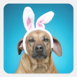 Dog portrait wearing Easter bunny ears Square Sticker
