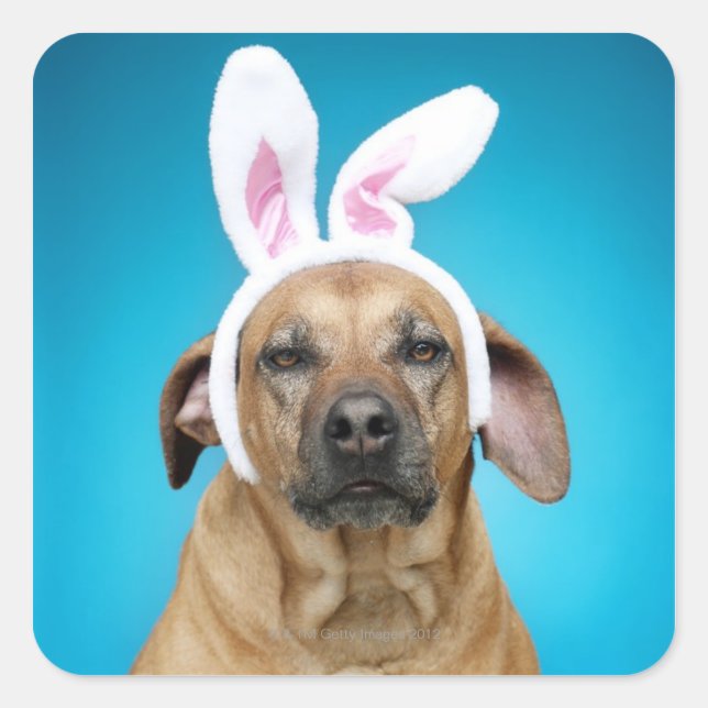 Dog portrait wearing Easter bunny ears Square Sticker (Front)