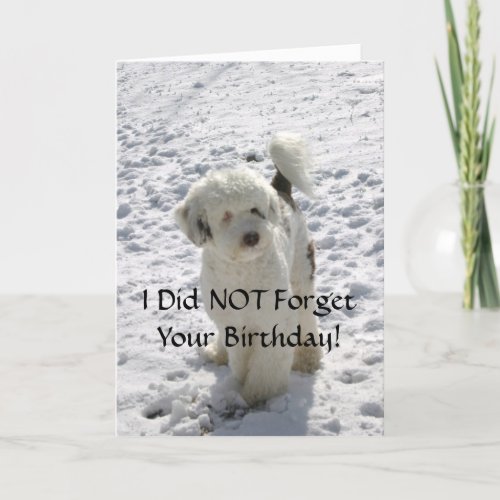 Dog PoseBelated Birthday Card