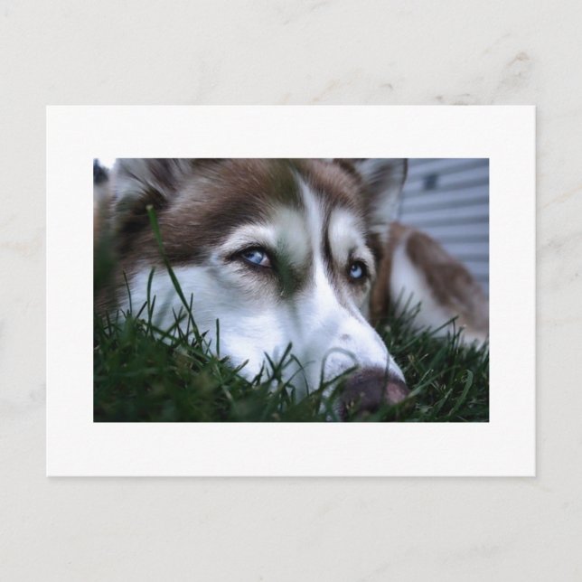 dog postcard (Front)