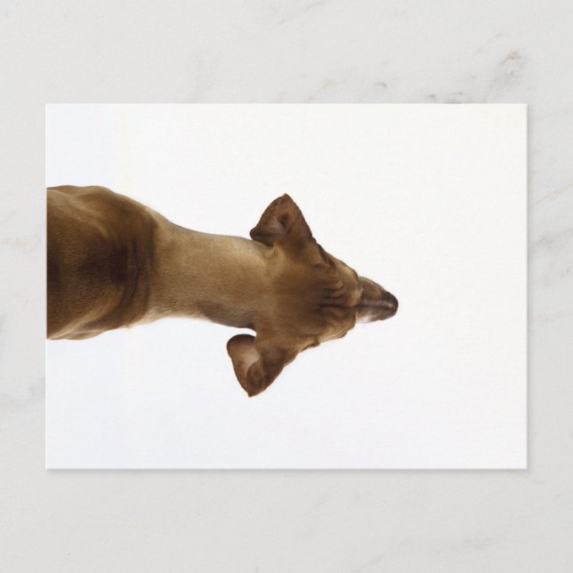 dog postcard (Front)