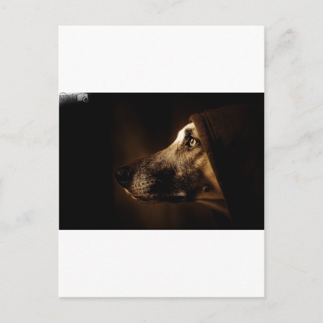 dog postcard (Front)