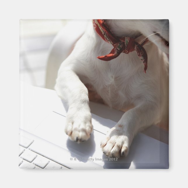 Dog putting his hands on a laptop magnet (Front)