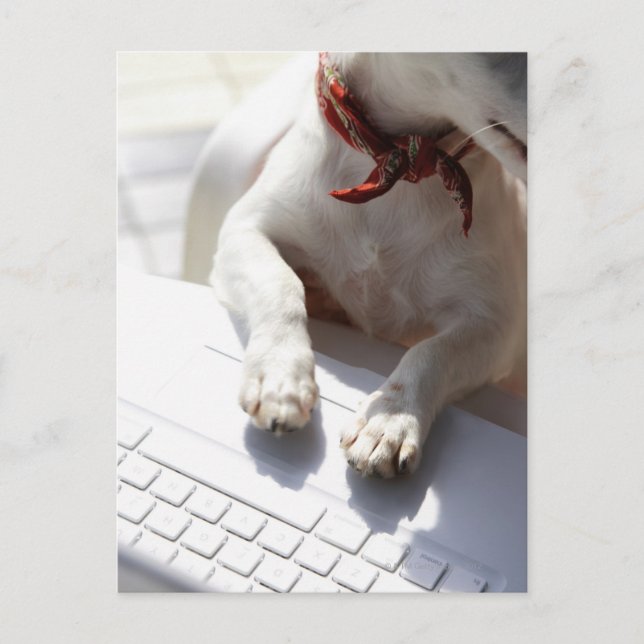 Dog putting his hands on a laptop postcard (Front)