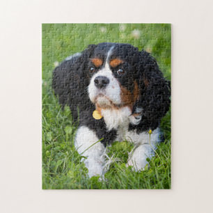 Dog Puzzles Animal Pic Cute Sad Puppy Puppy Photog