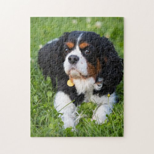 Dog Puzzles Animal Pic Cute Sad Puppy Puppy Photog