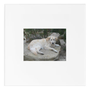 Dog Resting On A Rock Acrylic Print