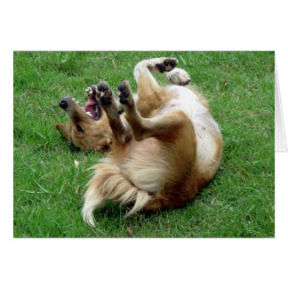 Dog rolling in grass cards