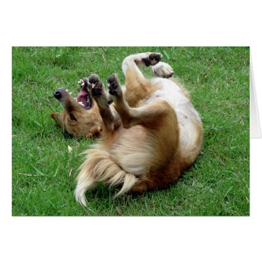 Dog rolling in grass cards (Front Horizontal)