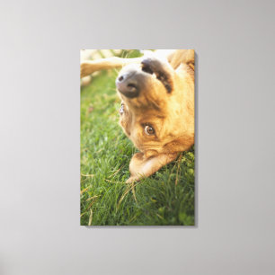 Dog rolling on back canvas print