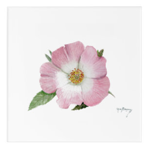 Dog Rose, Rosa canina, acrylic wall art