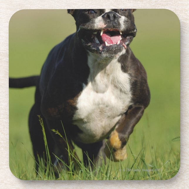 Dog Running Beverage Coaster (Front)