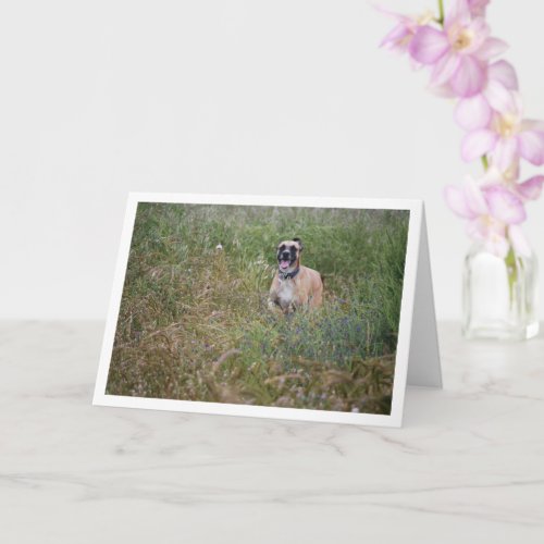 Dog Running in Long Grass Card