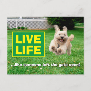 Dog Running In Yard Invitation Postcard