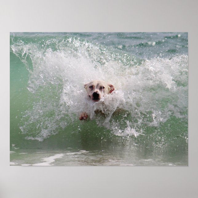 Dog Running through Ocean Wave, Surf, Beach Poster (Front)