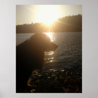 Dog Silhouette at Sunset Poster