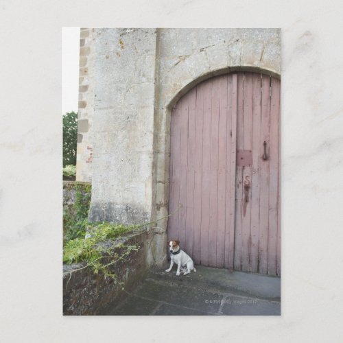 Dog sitting in front of closed doors postcard