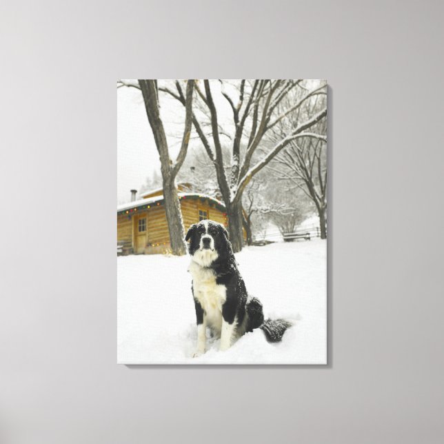 Dog sitting in snow with log cabin behind canvas print (Front)