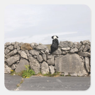 Dog sitting on a traditional Irish stone wall on Square Sticker