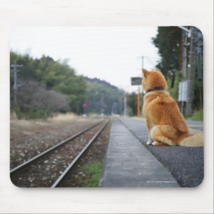 Dog sitting on train station mouse pad