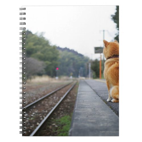Dog sitting on train station notebook