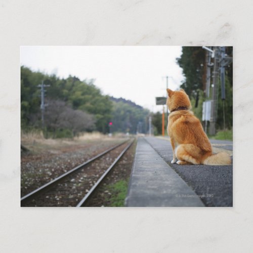 Dog sitting on train station postcard