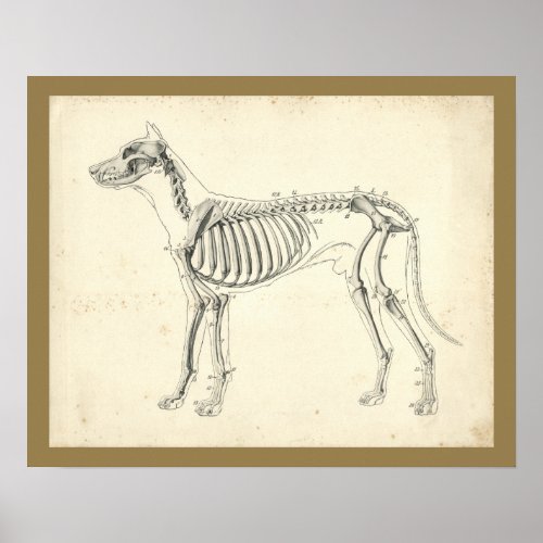 Dog Skeleton Bones Veterinary Anatomy Print