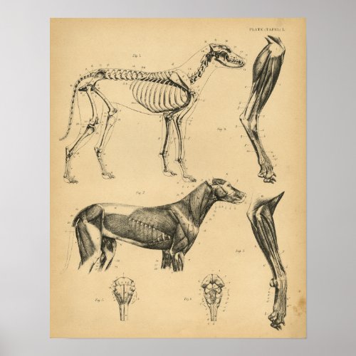 Dog Skeleton Muscles Anatomy 1908 Vintage Print