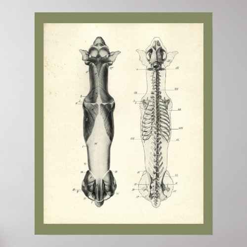 Dog Skeleton Spinal Column Muscles Anatomy Print