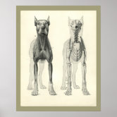 Dog Skeleton Muscles Anatomy 1908 Vintage Print