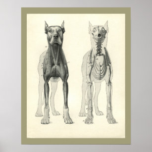 Canine Anatomy Art & Wall Décor | Zazzle