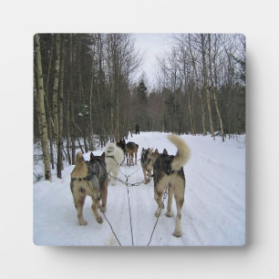 Dog Sledding in Quebec, Canada Plaque
