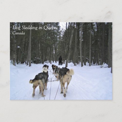 Dog Sledding in Quebec Canada Postcard