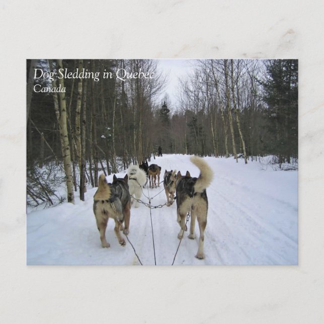 Dog Sledding in Quebec, Canada Postcard (Front)