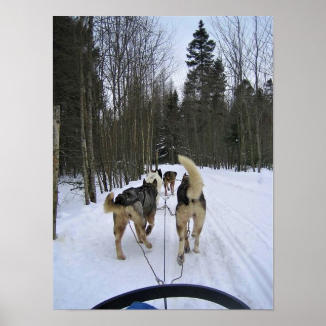 Dog Sledding in Quebec, Canada Poster (Front)