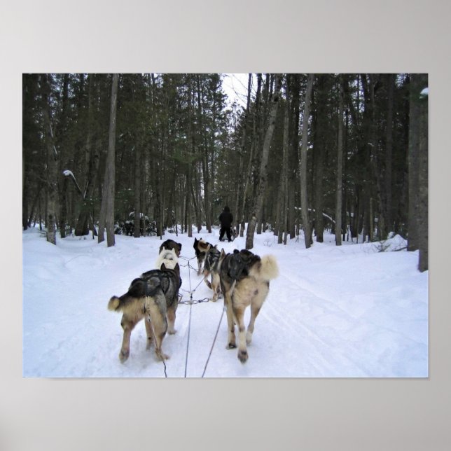 Dog Sledding in Quebec, Canada Poster (Front)