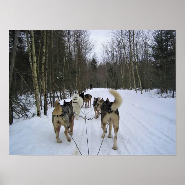 Dog Sledding in Quebec, Canada Poster (Front)