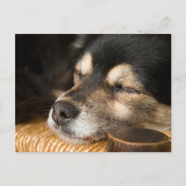 Dog sleeping 2 postcard (Front)